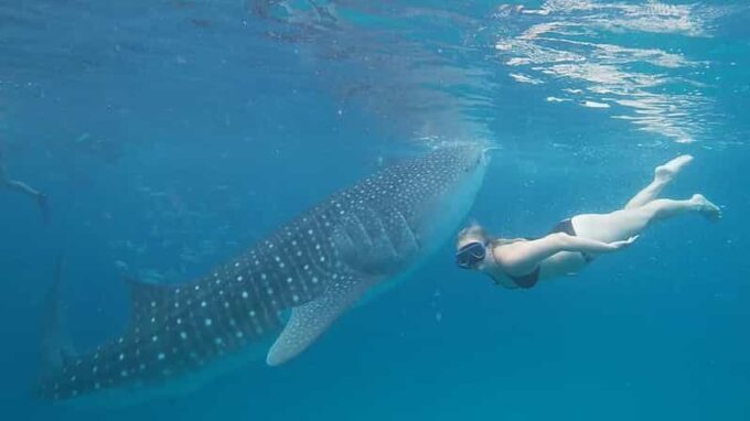 Cebu: Whaleshark Encounter, Tumalog Falls, & Monkey Viewing - Frequently Asked Questions