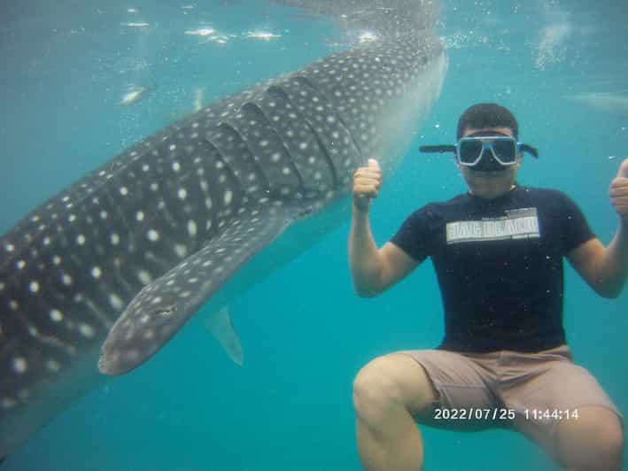 Cebu: Whaleshark Encounter, Tumalog Falls & Sumilon Sandbar - Key Points