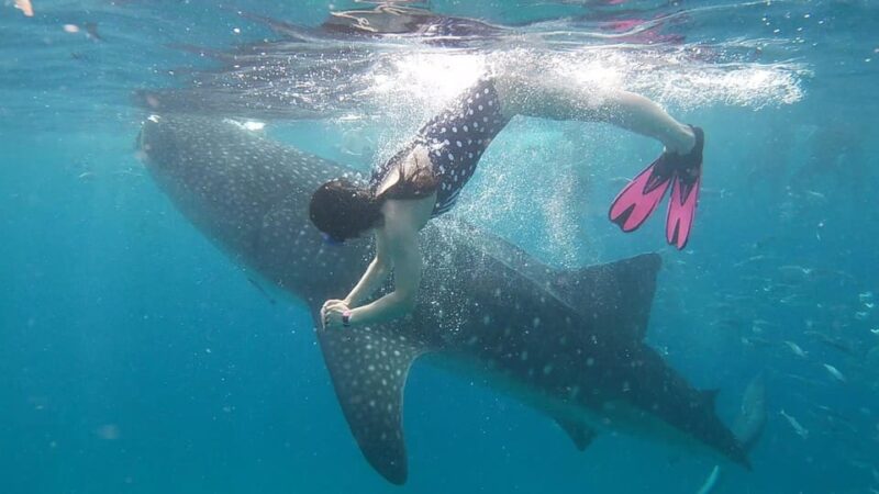 Cebu: Whaleshark Encounter, Tumalog Falls & Sumilon Sandbar - Itinerary and Experience