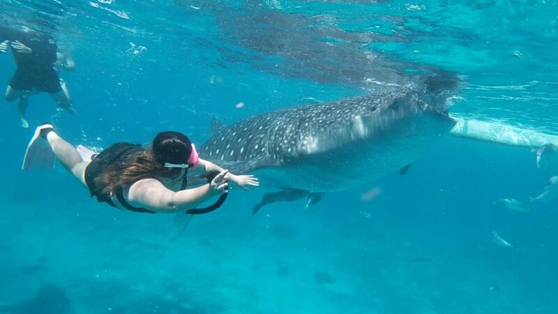 Cebu: Whaleshark Encounter, Tumalog Falls & Sumilon Sandbar - Inclusions and Exclusions