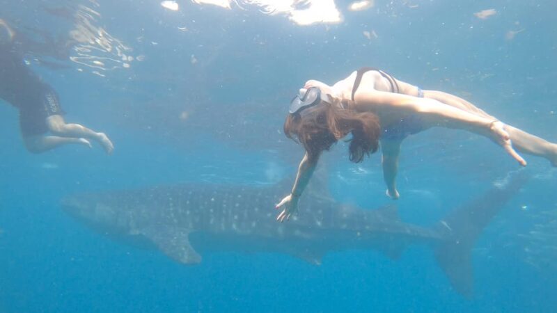 Cebu: Whaleshark & Sumilon Island + Sanctuary Snorkeling - Highlights and Experiences