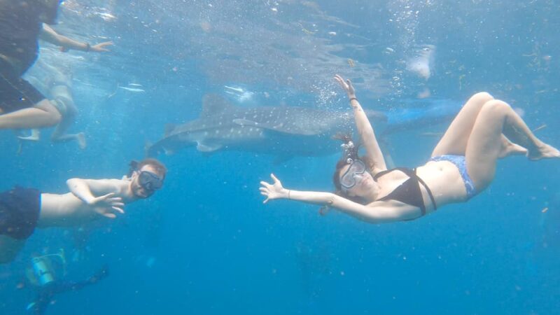 Cebu: Whaleshark & Sumilon Island + Sanctuary Snorkeling - Inclusions and Exclusions