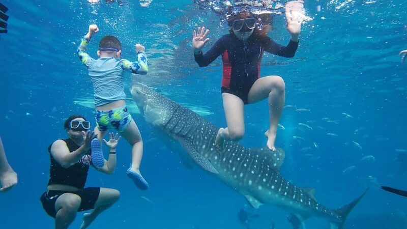 Cebu: Whaleshark & Sumilon Island + Sanctuary Snorkeling - Whale Shark Encounter