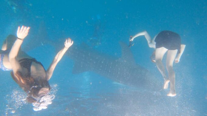 Cebu: Whaleshark & Sumilon Island + Sanctuary Snorkeling - Marine Sanctuary Snorkeling