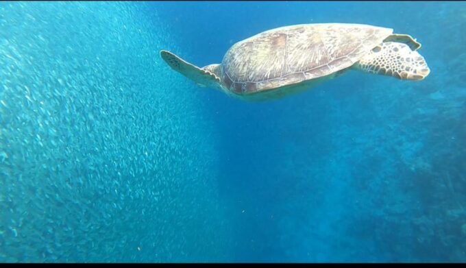 Cebu: Whaleshark, Sumilon Island & Sardines Run Snorkel - Tour Inclusions and Guidelines