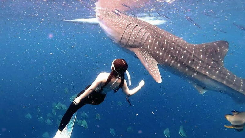Cebu: Whaleshark Swimming & Kawasan falls Canyoneering Tour - A Complete Breakdown of the Tour
