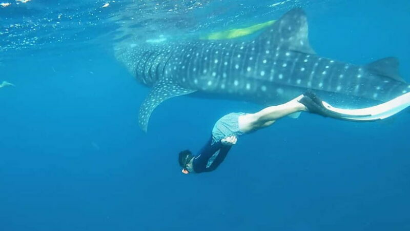 Cebu: Whaleshark Swimming & Kawasan falls Canyoneering Tour - Frequently Asked Questions