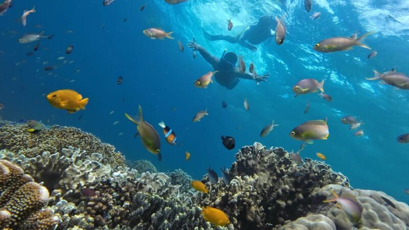 Cebu: Whaleshark Swimming & Moalboal Snorkelling Day Trip - Whale Shark Swimming