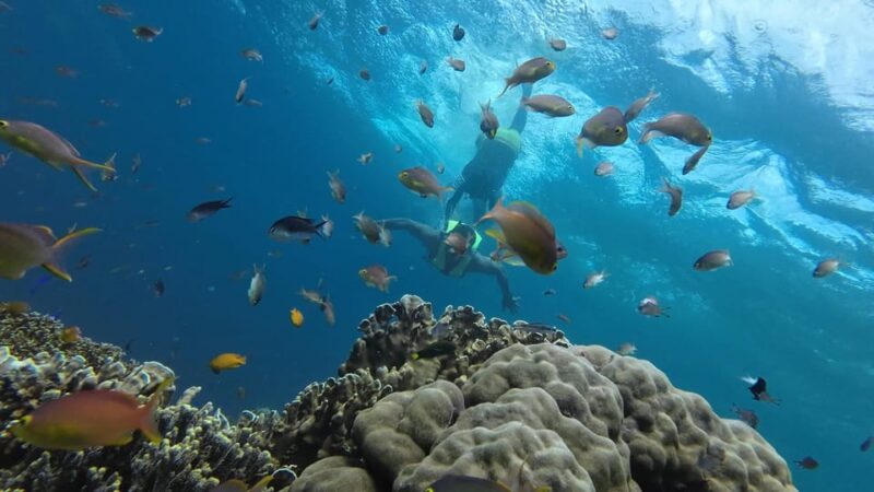 Cebu: Whaleshark Swimming & Moalboal Snorkelling Day Trip - Moalboal Snorkeling