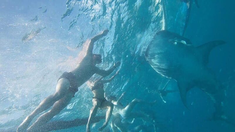 Cebu: Whaleshark Swimming & Moalboal Snorkelling Day Trip - Travel Times