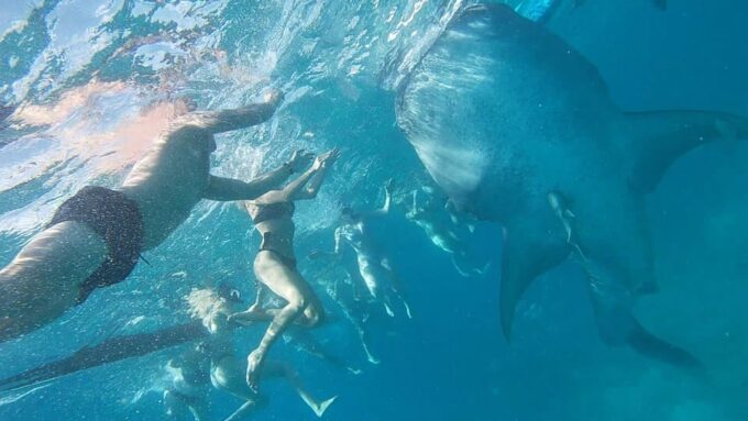Cebu: Whaleshark Swimming & Moalboal Snorkelling Day Trip - Experience Highlights