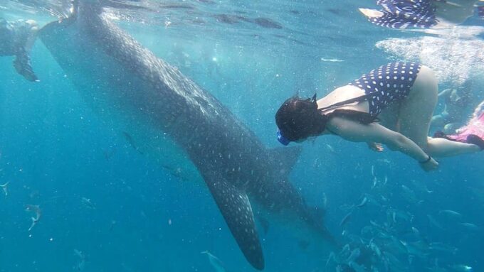 Cebu: Whaleshark Swimming & Moalboal Snorkelling Day Trip - Frequently Asked Questions