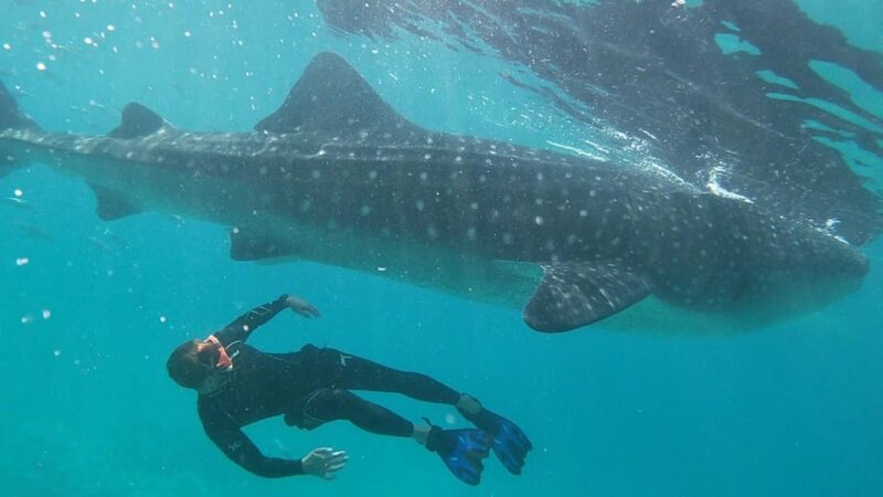 Cebu: WhaleShark , Tumalog Falls, & Sardine Run Snorkeling - Tour Overview and Pricing