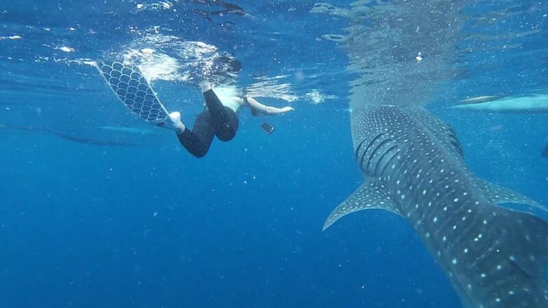 Cebu: Whaleshark Watching and Sardines Run Snorkeling Tour - Key Points