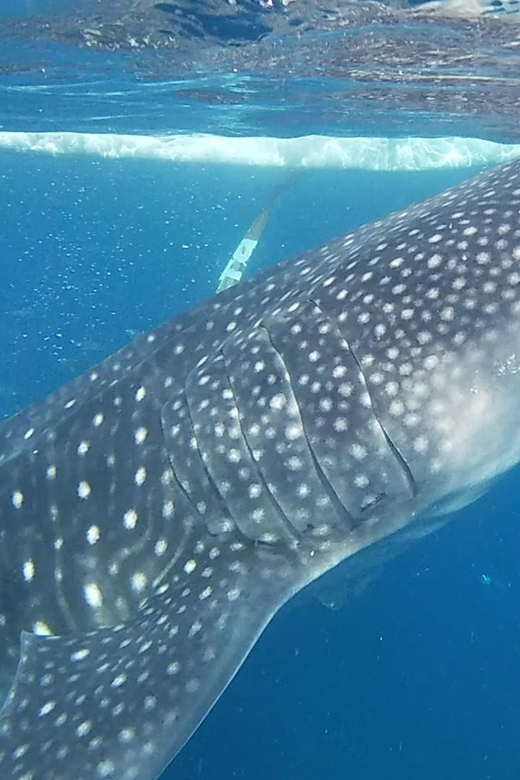 Cebu: Whaleshark Watching and Sardines Run Snorkeling Tour - Whale Shark Experience