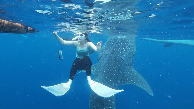 Cebu: Whaleshark Watching and Sardines Run Snorkeling Tour - Sardine Run and Turtle Encounters