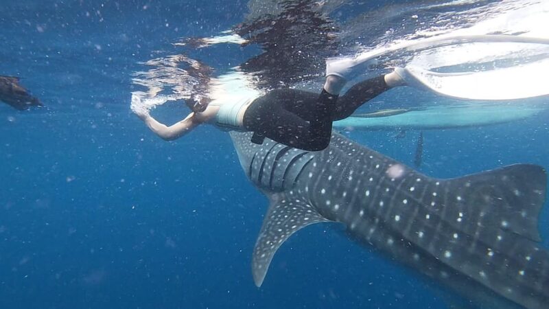 Cebu: Whaleshark Watching and Sardines Run Snorkeling Tour - Included and Important Information