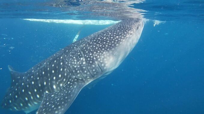 Cebu: Whaleshark Watching and Sardines Run Snorkeling Tour - Pickup Locations Across Cebu