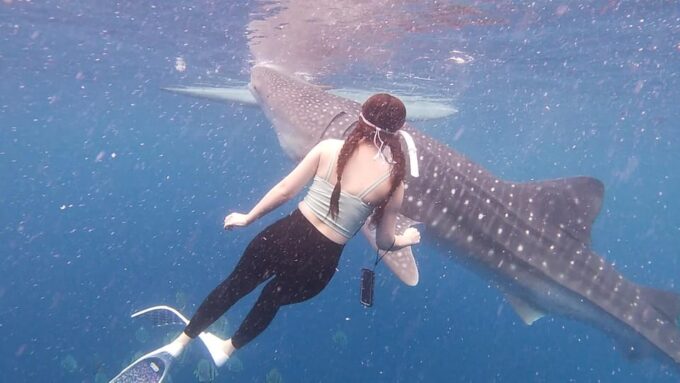 Cebu: Whaleshark Watching and Sardines Run Snorkeling Tour - Customer Reviews and Experiences