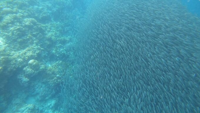 Cebu: Whaleshark Watching and Sardines Run Snorkeling Tour - Frequently Asked Questions