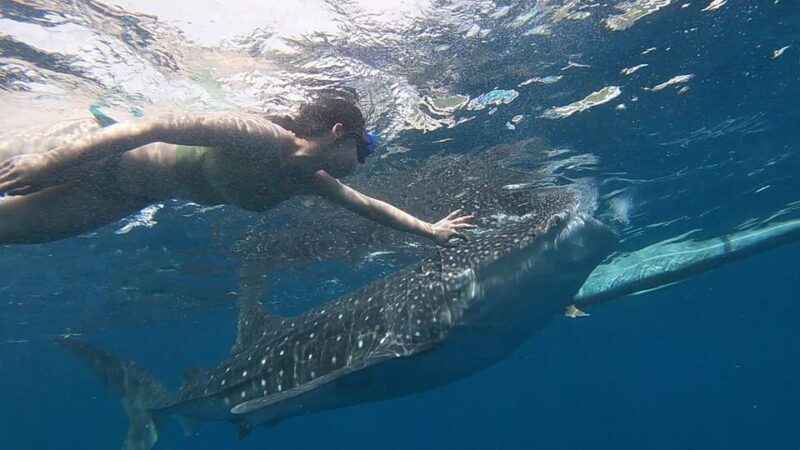 Cebu: Whaleshark Watching & Inambakan Falls - Key Points