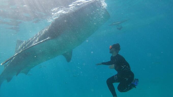Cebu: Whaleshark Watching & Inambakan Falls - Booking and Cancellation