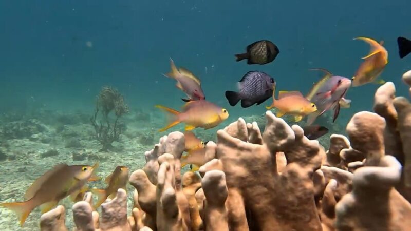 Cebu: Whaleshark Watching, Sumilon Island, and Moalboal… - Key Points
