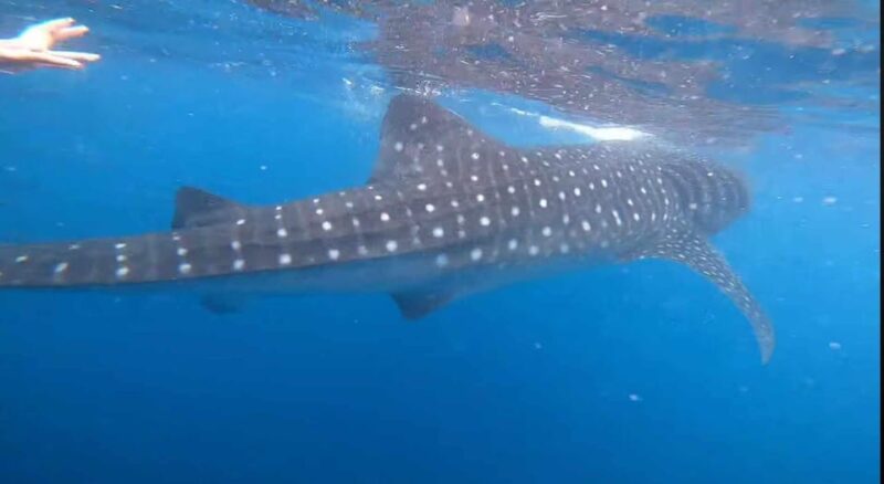 CEBU: Whaleshark Watching + Sumilon Sand Bar + Tumalog Falls - Key Points