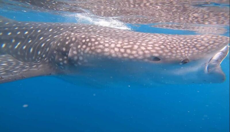 CEBU: Whaleshark Watching + Sumilon Sand Bar + Tumalog Falls - Important Information