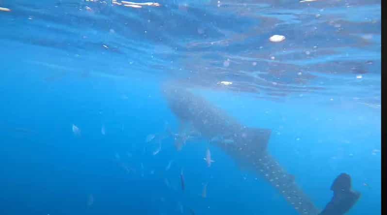 CEBU: Whaleshark Watching + Sumilon Sand Bar + Tumalog Falls - Experience and Service