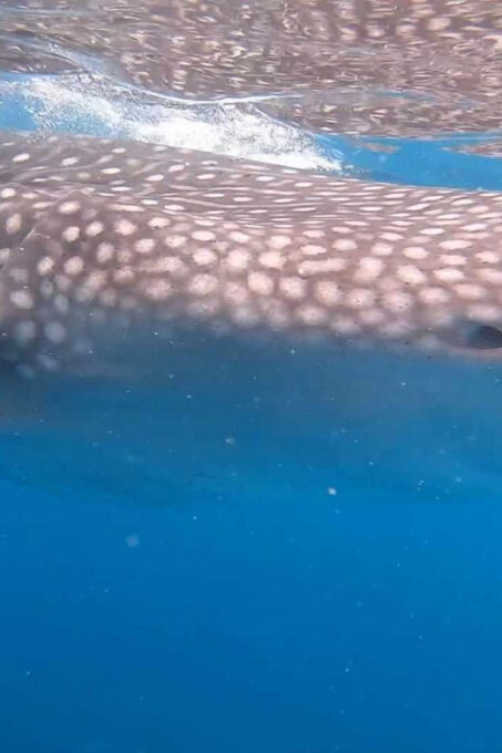 CEBU: Whaleshark Watching + Sumilon Sand Bar + Tumalog Falls - Whale Shark Watching