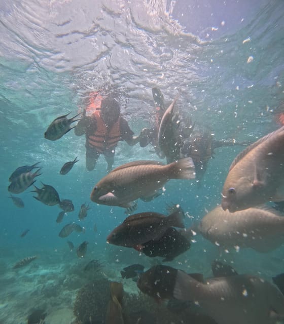 CEBU: Whaleshark Watching + Sumilon Sand Bar + Tumalog Falls - Sumilon Sand Bar