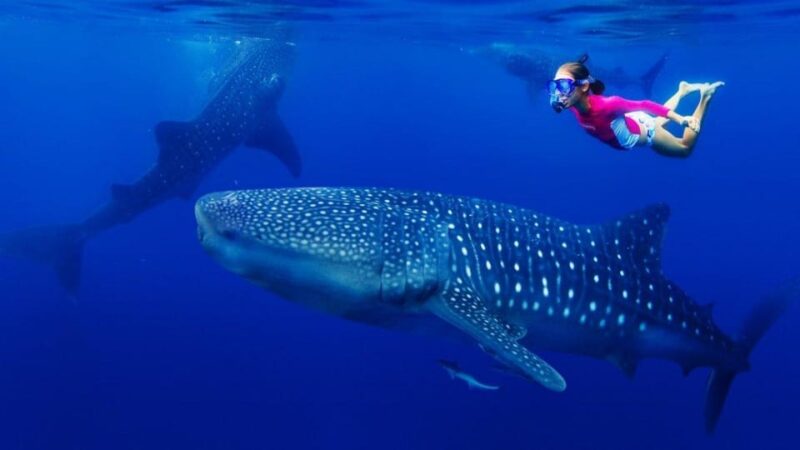 Cebu Whaleshark, White Sand Beach Sumilon Island and Falls - Itinerary Highlights