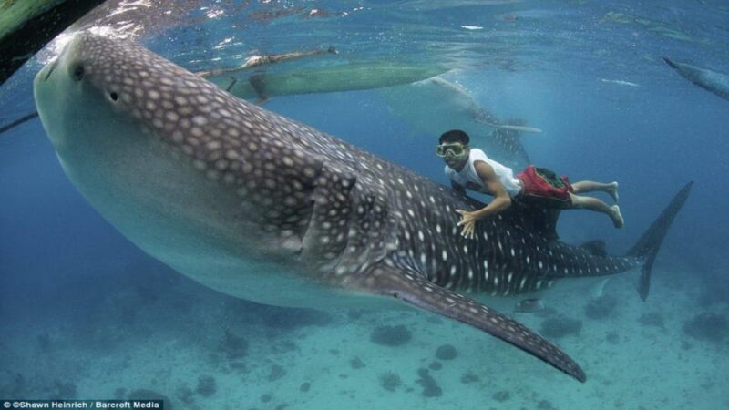 Cebu Whaleshark, White Sand Beach Sumilon Island and Falls - Pickup and Drop-off Details