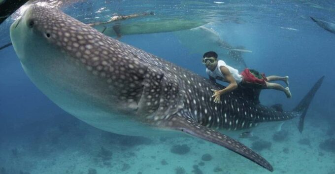 Cebu Whaleshark, White Sand Beach Sumilon Island and Falls - Carcar City Food Tasting