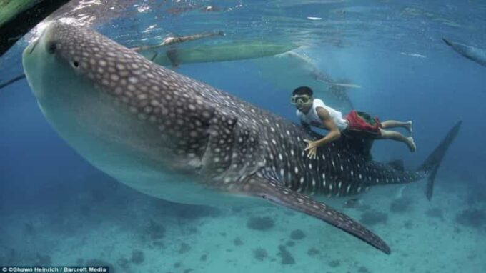 Cebu Whaleshark, White Sand Beach Sumilon Island and Falls - Inclusions, Exclusions, and Important Information