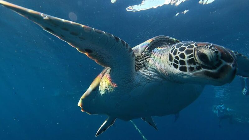 Cebu:A 2-Day Journey Through South Coastal Treasures - Overview of the 2-Day Journey