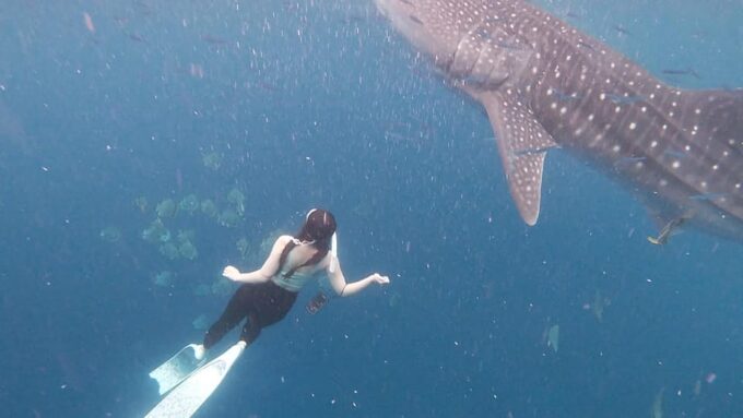 Cebu:A 2-Day Journey Through South Coastal Treasures - Encountering Whale Sharks in Oslob