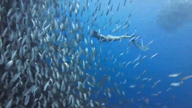 Cebu:A 2-Day Journey Through South Coastal Treasures - Itinerary Highlights