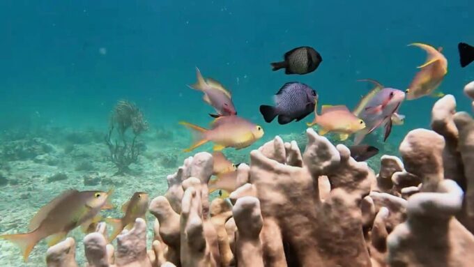Cebu:A 2-Day Journey Through South Coastal Treasures - Frequently Asked Questions