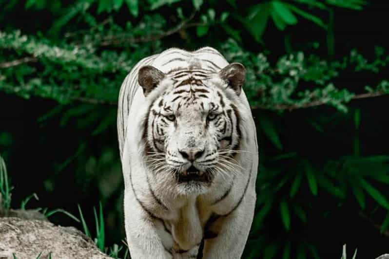 Cebu:Cebu Safari Adventure Park Day Trip - Key Points