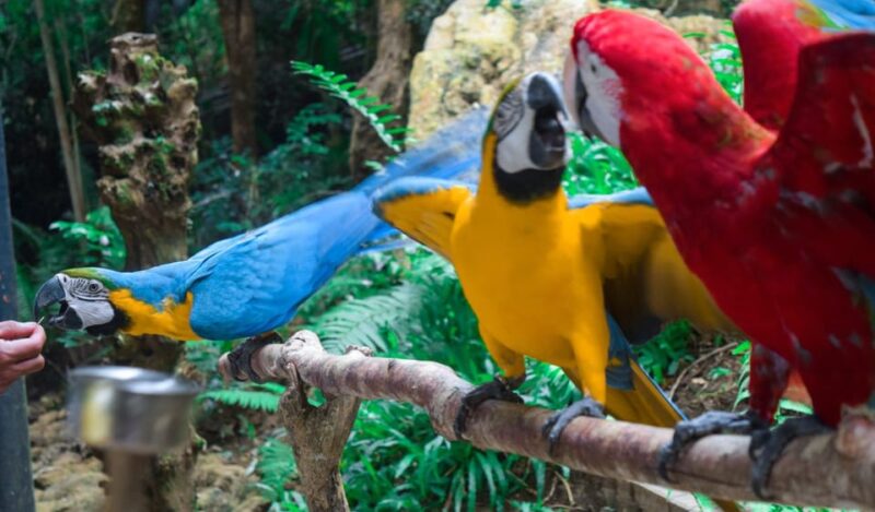 Cebu:Cebu Safari Adventure Park Day Trip - Pickup and Drop-off Locations