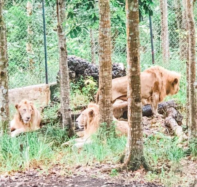 Cebu:Cebu Safari Adventure Park Day Trip - Activity Itinerary