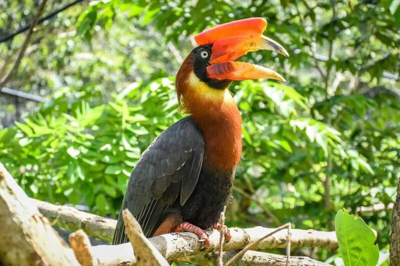 Cebu:Cebu Safari Adventure Park Day Trip - Safari Adventure Experience