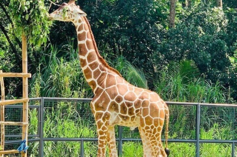 Cebu:Cebu Safari Adventure Park Day Trip - On-site Amenities