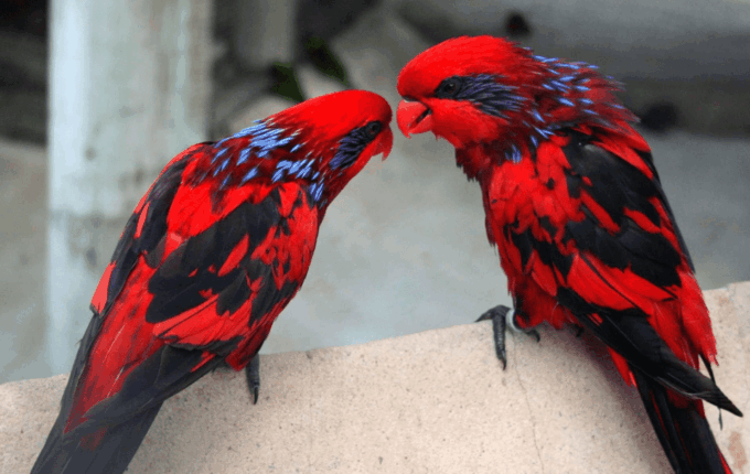 Cebu:Cebu Safari Adventure Park Day Trip - Inclusions and Exclusions