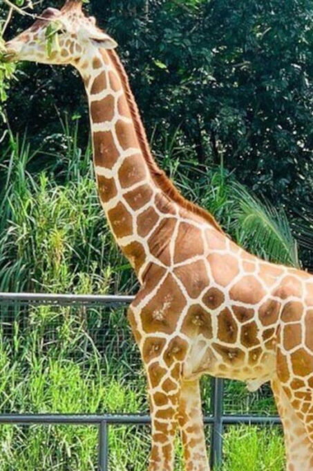 Cebu:Cebu Safari Adventure Park Day Trip - Important Considerations