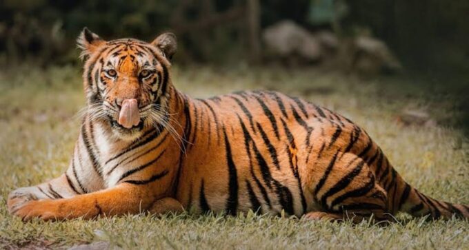 Cebu:Cebu Safari Adventure Park Day Trip - Attraction Schedule