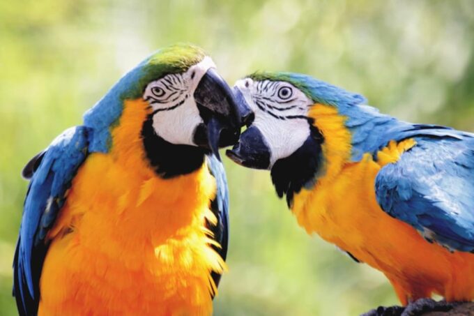 Cebu:Cebu Safari Adventure Park Day Trip - Frequently Asked Questions