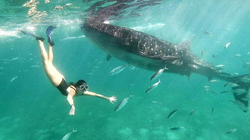Cebu:Oslob Whale Shark Swimming & Kawasan Falls Canyoneering - Who Will Love This Tour?